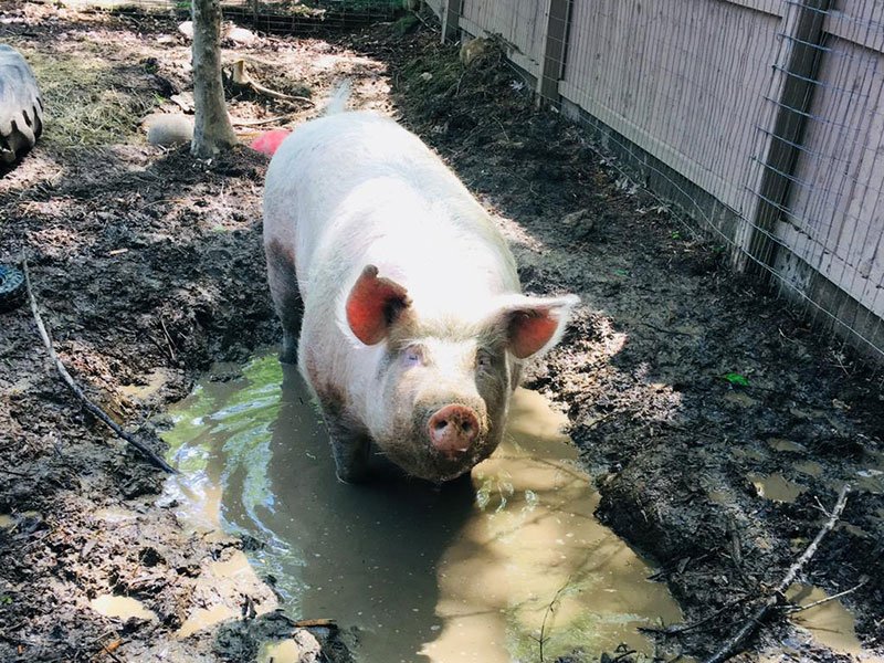 jp-blog-pig1