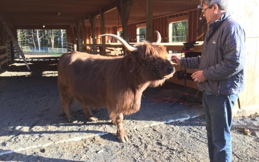 The Cow Whisperer
