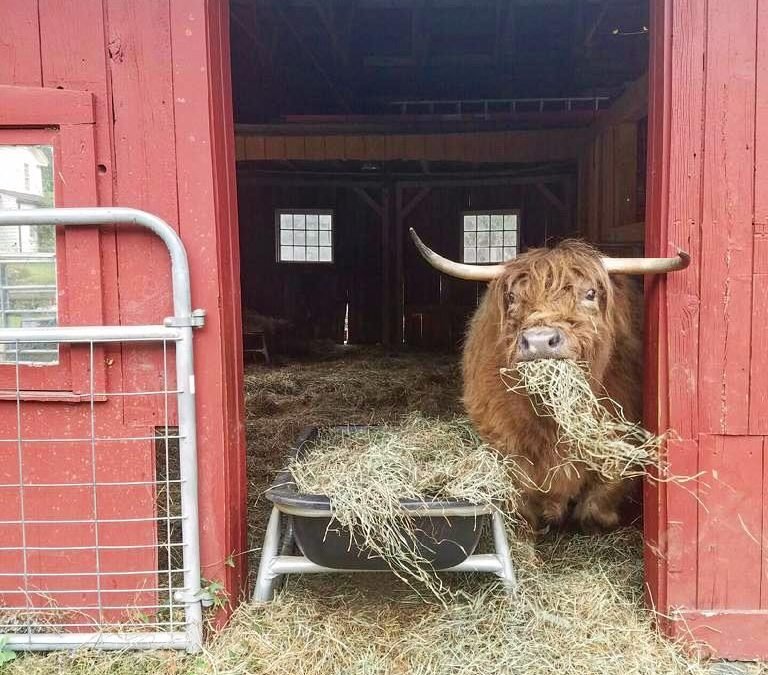 What the hay?