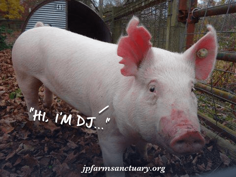 DJ has arrived on the JP Farm Animal Sanctuary