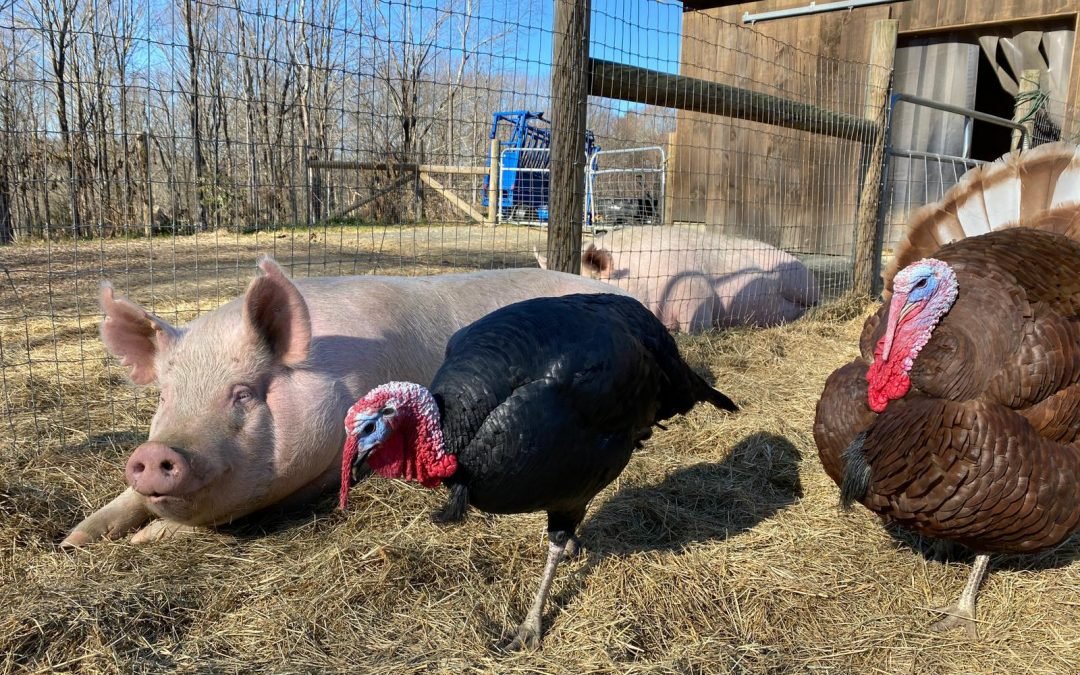 Turkey talk with … Ronald and Bernard