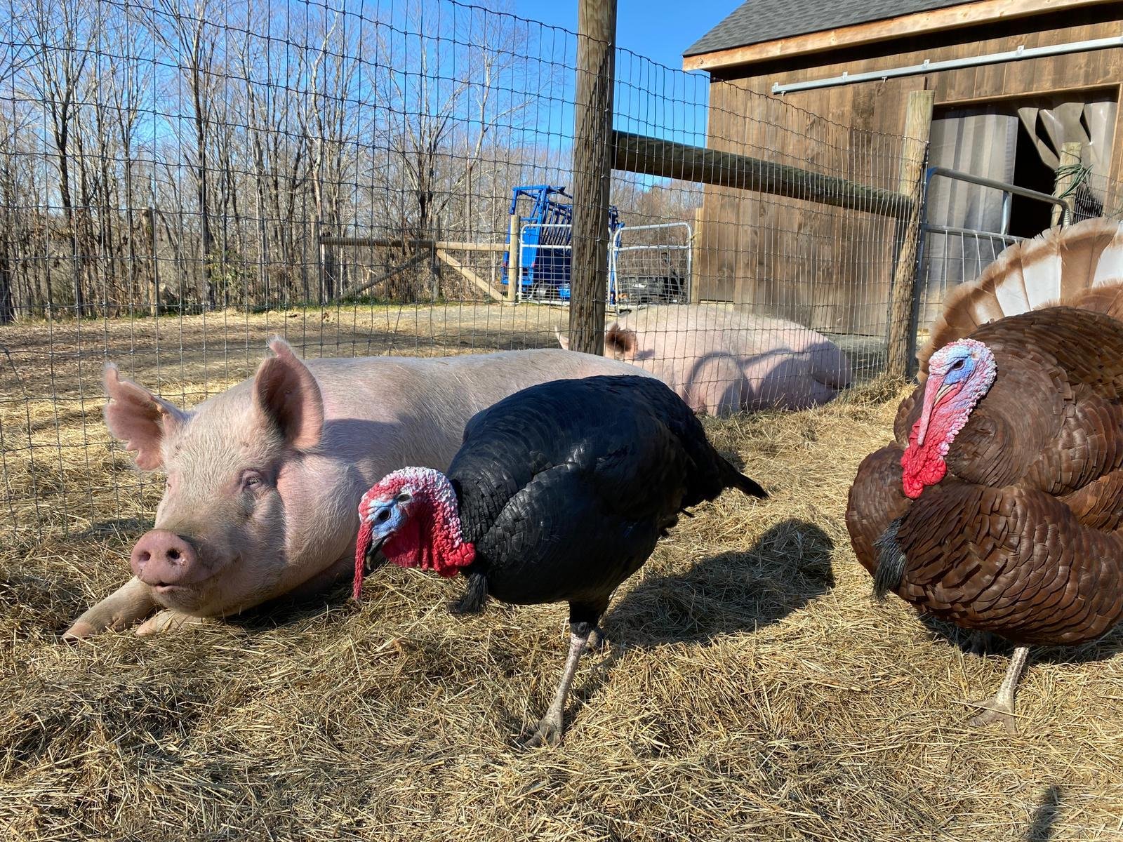 Turkey talk with … <br>Ronald and Bernard