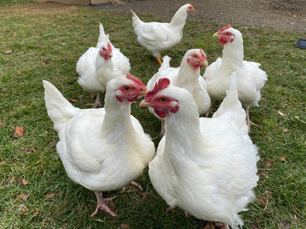 The story of 6 rescued hens
