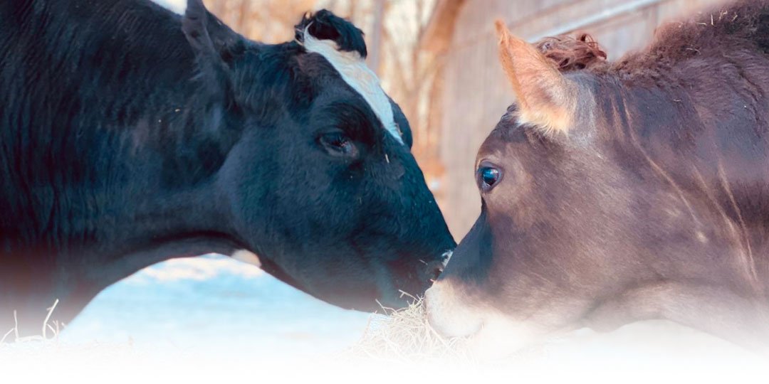 Do We Need Dairy? <br> The Plight of Farmed Animals.