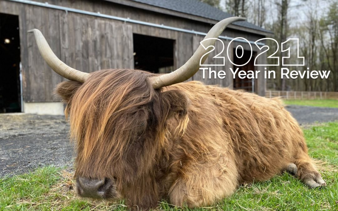 Looking back at 2021, a year of love and loss