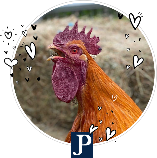 allie-valentine