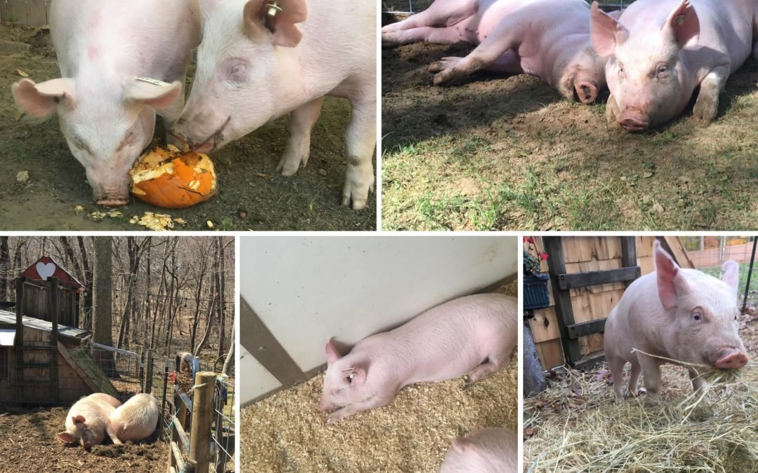 Happy National Pig Day!
