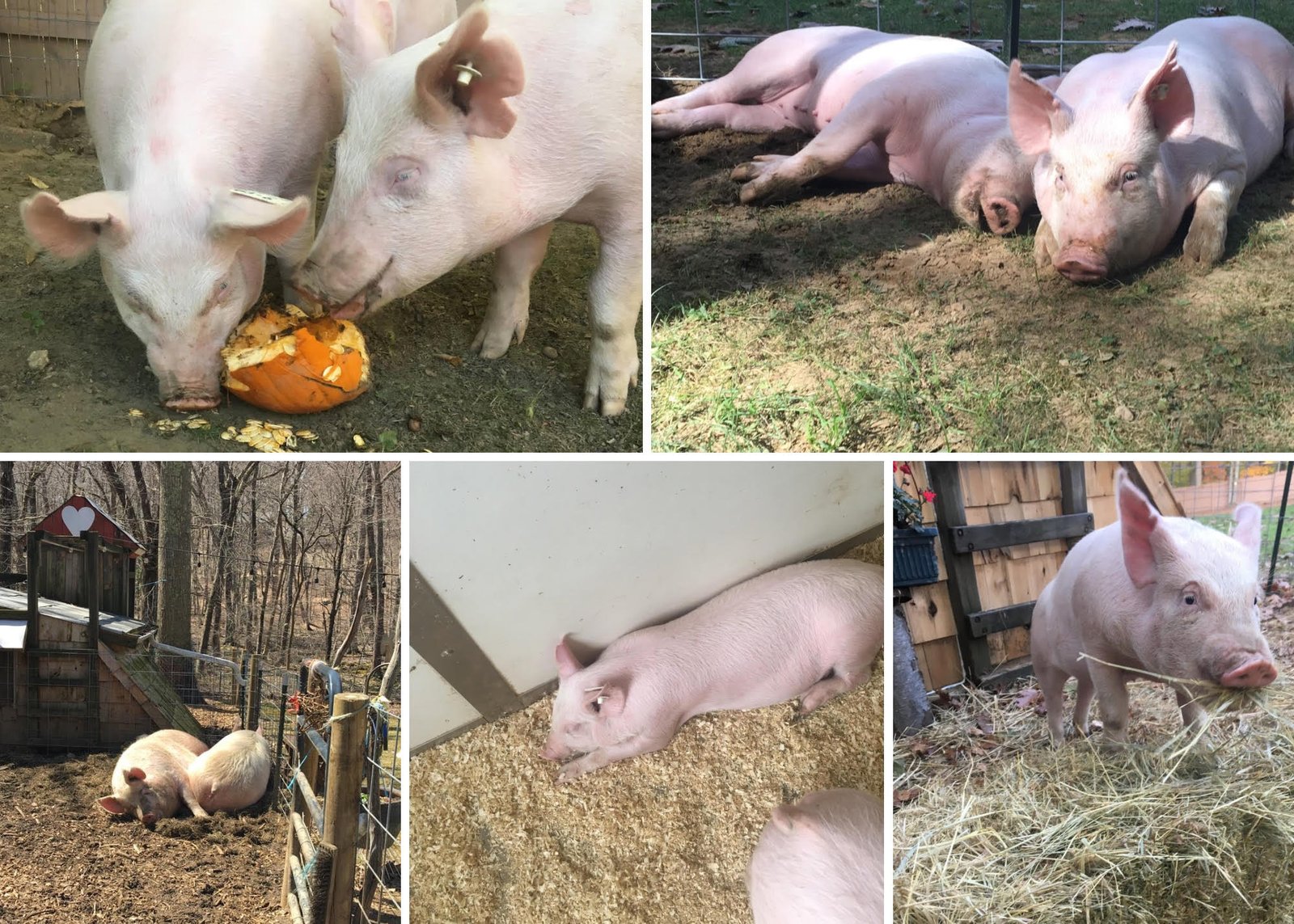 Happy National Pig Day!