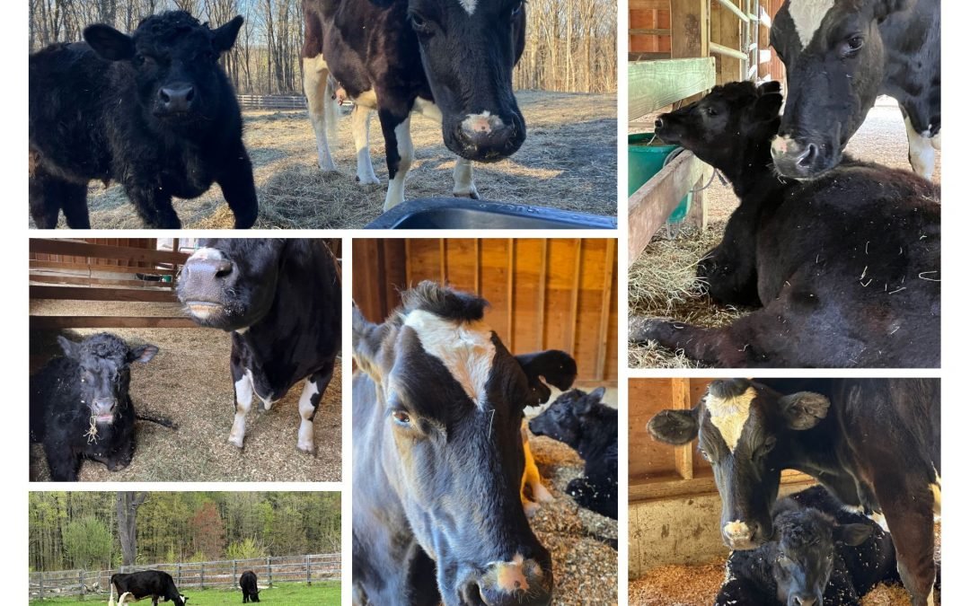 A Mother’s Day Love Story